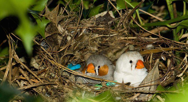 Warum bauen Vögel Nester?
