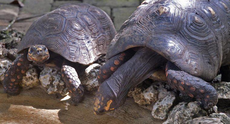 Wie nennt man eine Gruppe von Schildkröten?