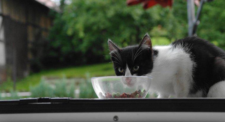 Wann kann mein Kätzchen anfangen, Nahrung für Erwachsene zu essen?