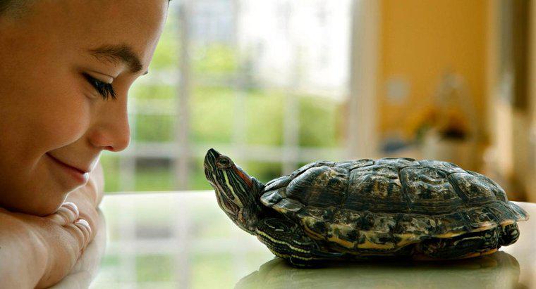 Wie lange leben Haustierschildkröten?