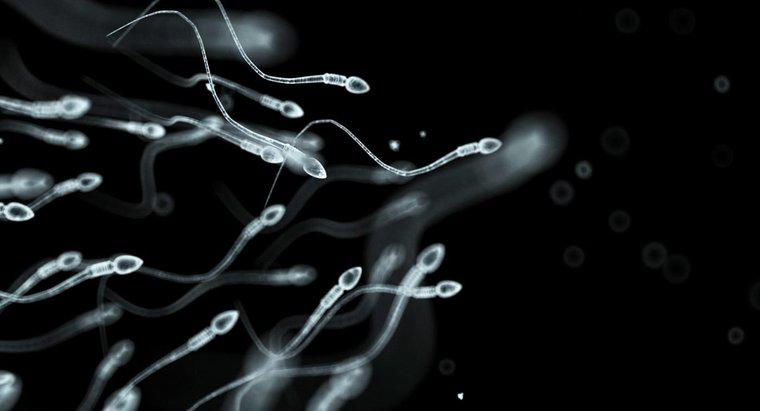 Was sind Spermatozoen?