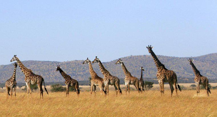 Wie nennt man eine Gruppe von Giraffen?