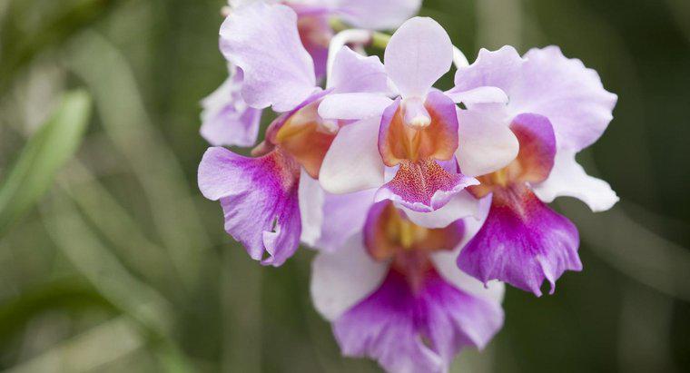 Was ist die Bedeutung einer Orchidee?