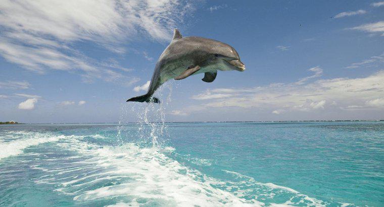 In welchem ​​Klima leben Delfine?