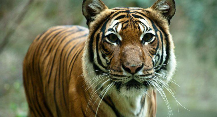 Warum sind Tiger vom Aussterben bedroht?