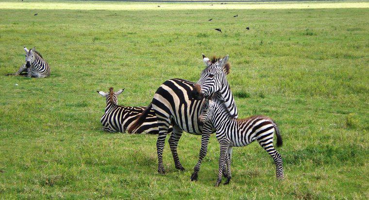 Wie werden Zebras geboren?