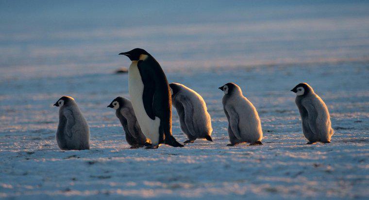 Wie heißt eine Pinguinmutter?