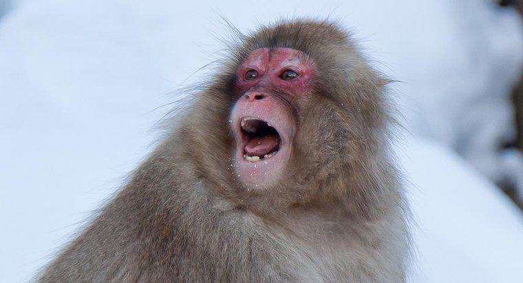 Welches Geräusch macht ein Affe?