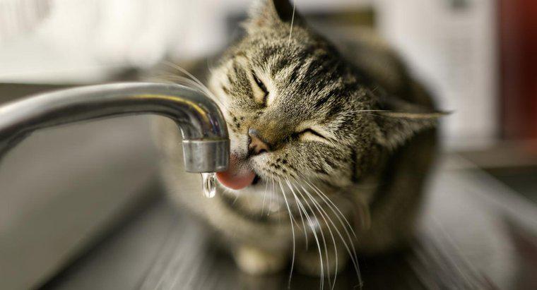 Wie lange kann eine Katze ohne Urinieren auskommen?