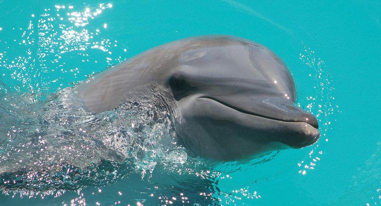 Wie lange leben Delfine?