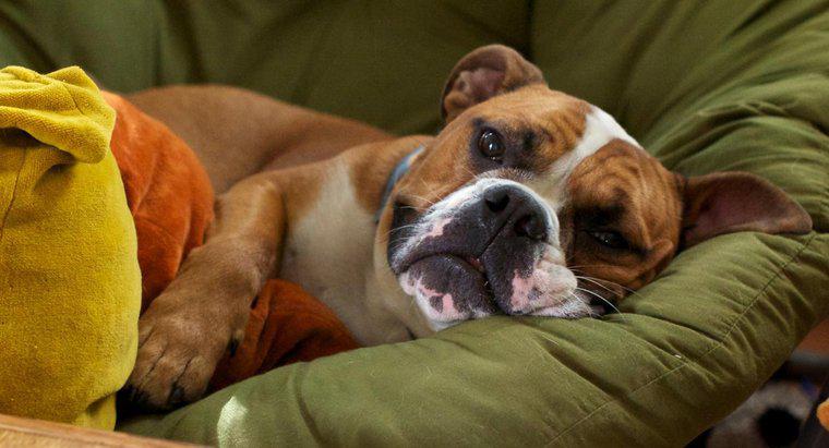 Was sind die Symptome von Mini-Strokes bei Hunden?