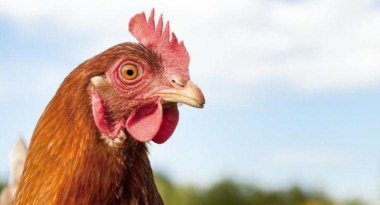 Kann man ein Huhn hypnotisieren?