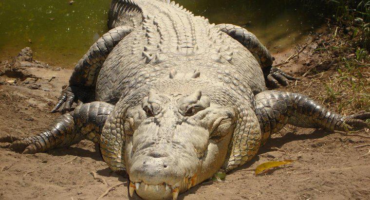 Was sind die Merkmale eines Krokodils?