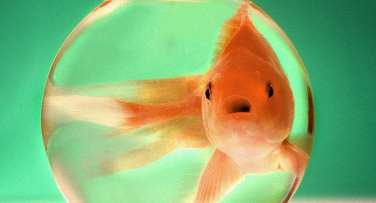 Wie groß werden Goldfische?