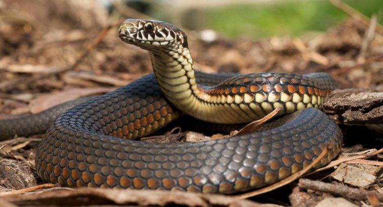 Werden Mottenkugeln Schlangen fernhalten?