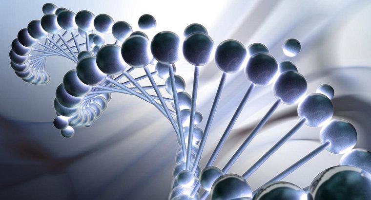 Wie heißen die sich wiederholenden Einheiten, aus denen die DNA besteht?