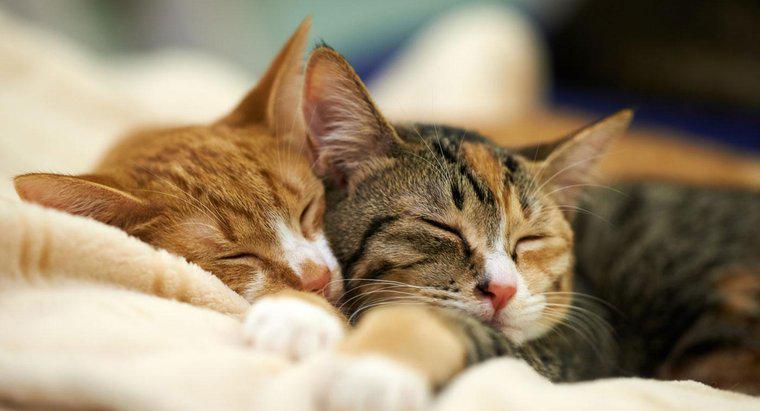 Wie viel Prozent ihres Tages verbringen Katzen mit Schlafen?