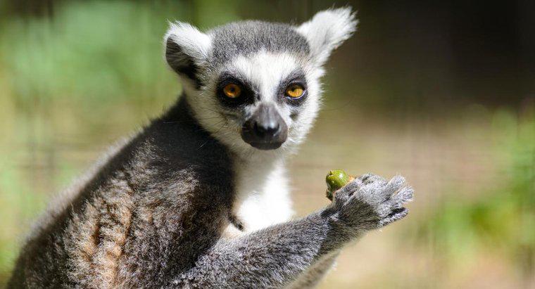 Was fressen Lemuren?
