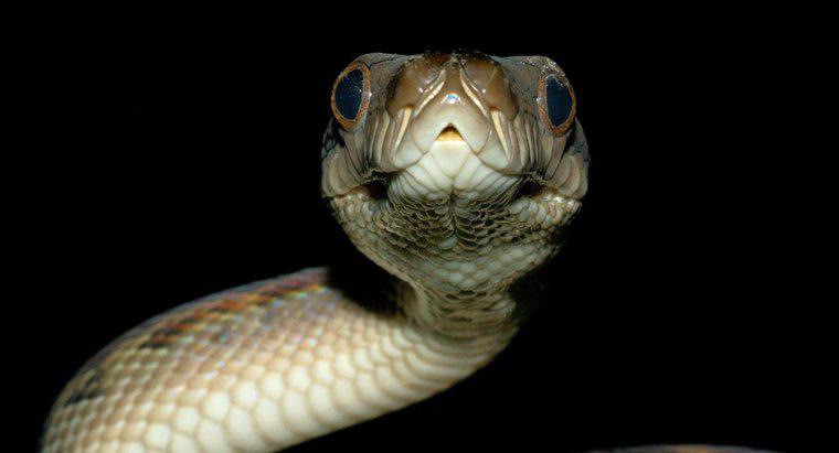 Was sind die Unterschiede zwischen einer Boa vs. ein Python?