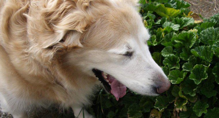 Was mache ich, wenn mein Hund nicht aufhört zu niesen?