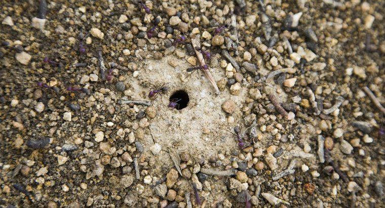 Wo leben Ameisen?