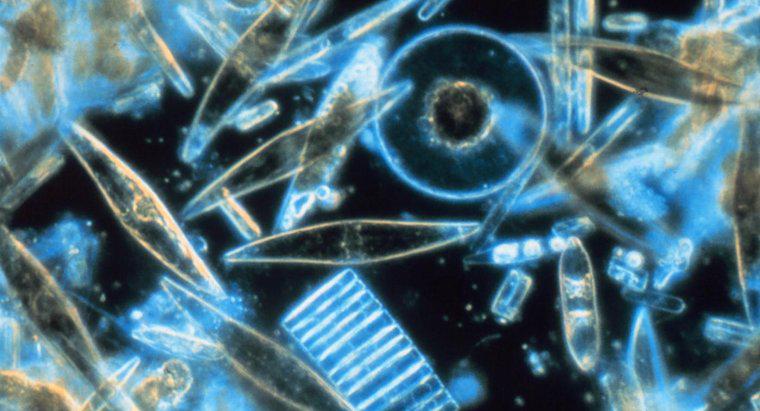 Wie vergleichen sich Kieselalgen und Dinoflagellaten?