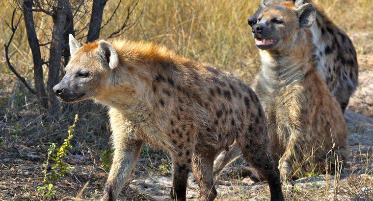 Was sind einige der Raubtiere der Hyäne?