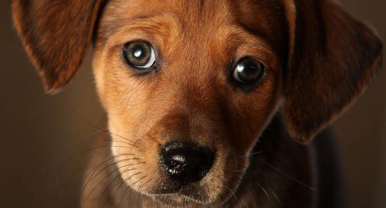 Was sind einige Symptome einer kongestiven Herzinsuffizienz bei Hunden?