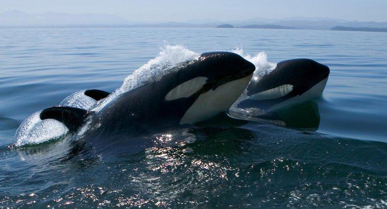 Was ist die Nische eines Killerwals?