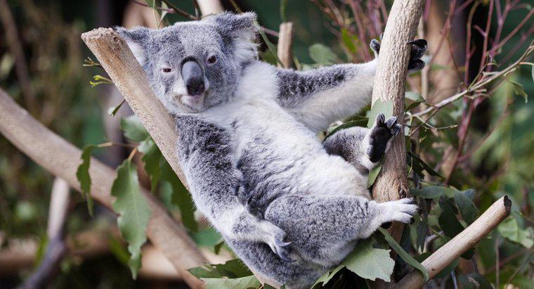 Wo leben Koalabären?
