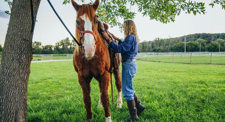 Wie viel kostet es im Allgemeinen, ein Pferd zu kaufen und zu halten?