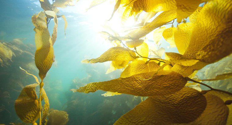 Was ist Kelp-Kaviar?