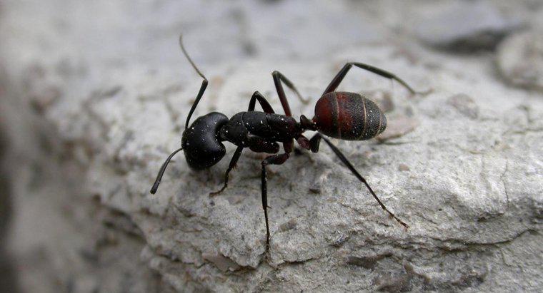 Wie viele Beine haben Ameisen?