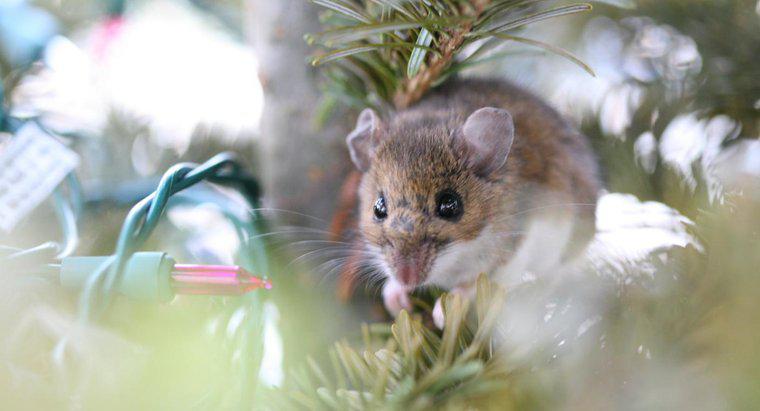 Sind Mäuse allergisch gegen Pfefferminze?