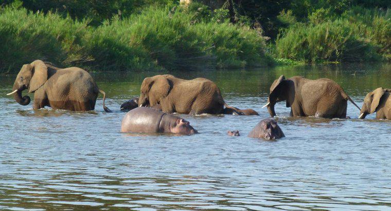 Wer gewinnt in einem Nilpferd-gegen-Elefanten-Kampf?