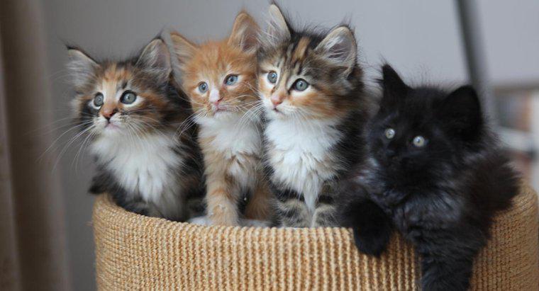 Wie können Sie erkennen, welche Kätzchen langhaarig sind?