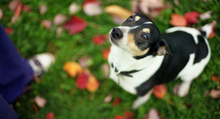 Wie erkennt man den Unterschied zwischen einem Toy Rat Terrier und einem Chihuahua?