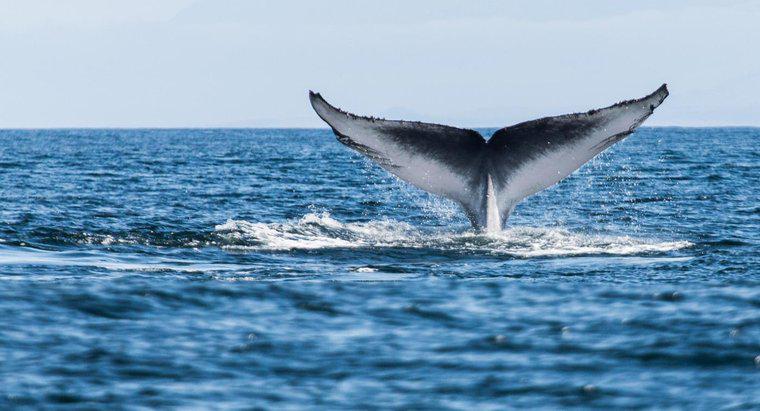 Wie lange sind Wale auf der Erde?