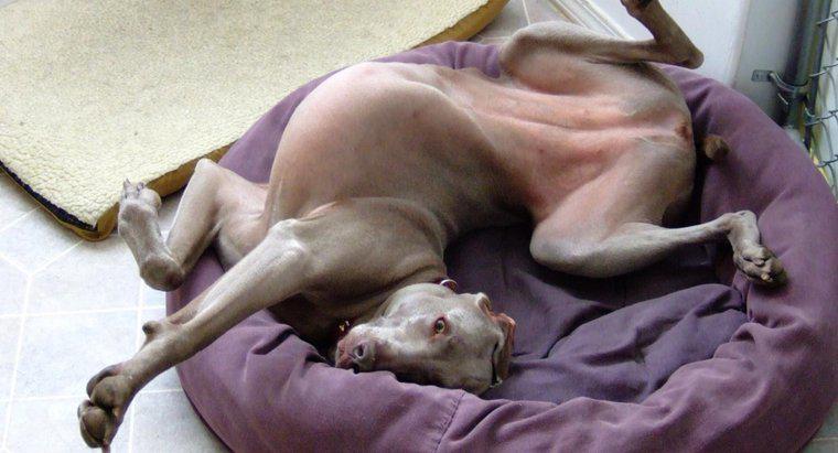 Warum kratzen Hunde ihre Betten, bevor sie sich hinlegen?