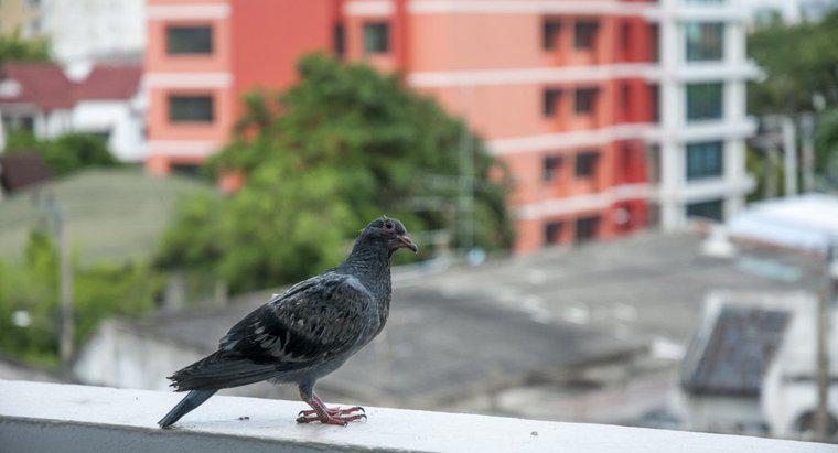 Ist es legal, Tauben zu vergiften?