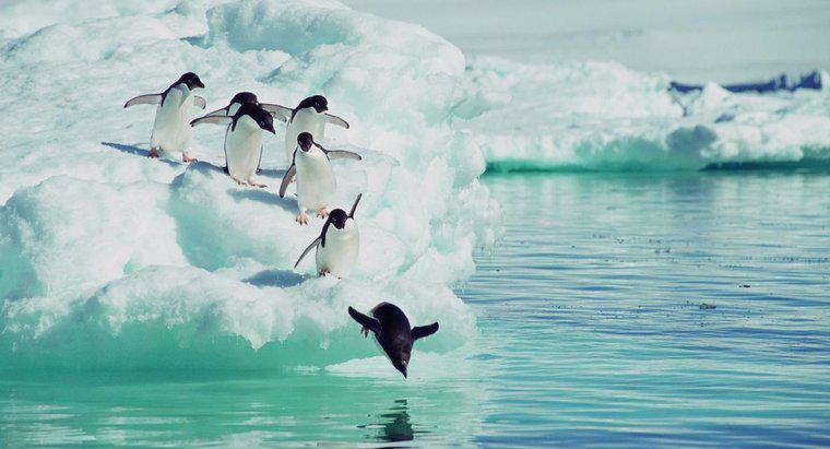 Welche Tiere fressen Pinguine?