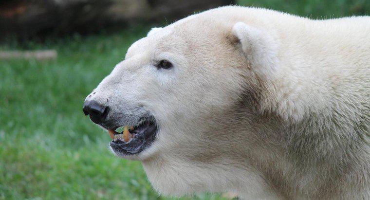 Wie lange leben Eisbären?
