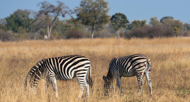 Was ist die Nische des afrikanischen Zebras?