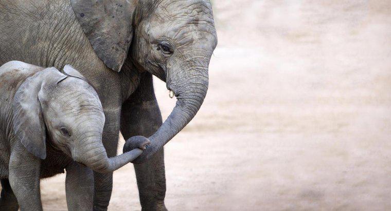 Wie viel wiegt ein Elefantenbaby bei der Geburt?