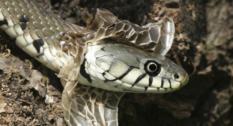 Wie oft vergießen Schlangen?