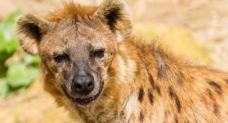 Essen Löwen Hyänen?