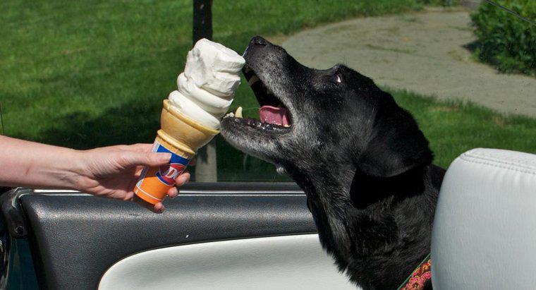 Dürfen Hunde Eis essen?
