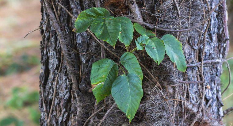 Was ist ein gutes Hausmittel für Poison Ivy?