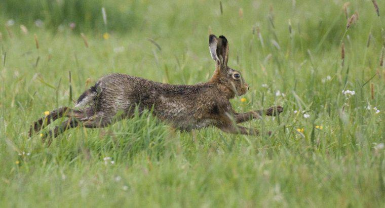 Was sind die natürlichen Raubtiere eines Kaninchens?