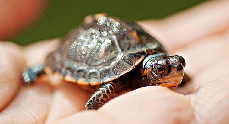 Was ist die symbolische Bedeutung einer Schildkröte?